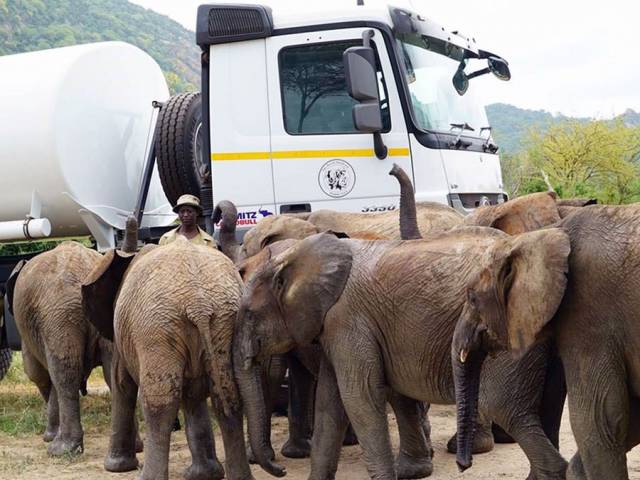 Mercedes-Benz Actros 3350 6x6 water tank at work with orphaned elephants.